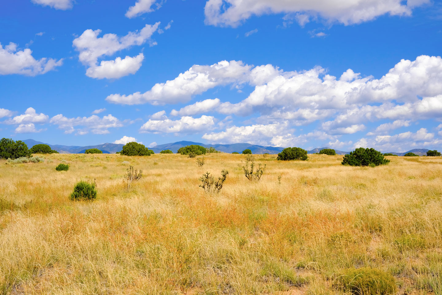 Native grassland and open space at Esencia de Santa Fe with mountain views in Santa Fe New Mexico